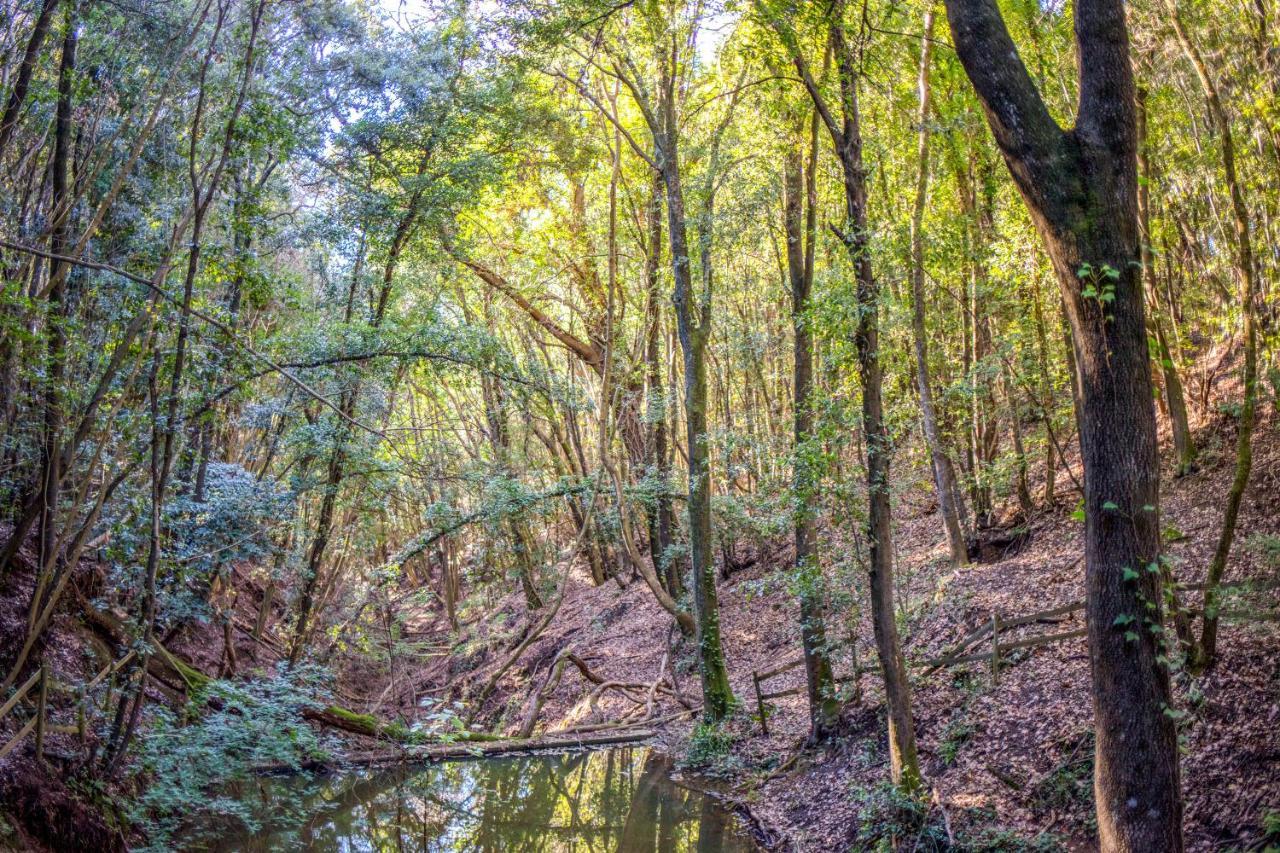 Glamping Debbiare Hotel Riparbella Kültér fotó